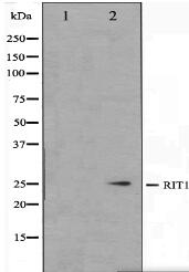 RIT1 Antibody