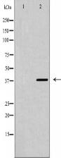 CXCR4 Antibody