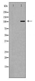 PIWIL2 Antibody