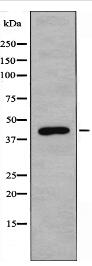 REQU Antibody