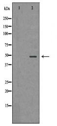 PSMC5 Antibody