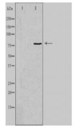 LRRC41 Antibody