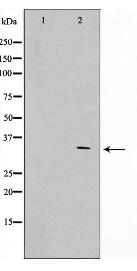 APC Antibody