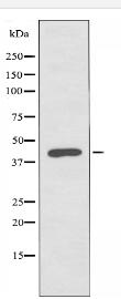 RPL3 Antibody