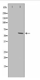 TRAF6 Antibody