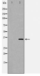 JUN Antibody