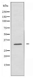 RNF144A Antibody