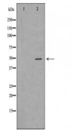 KRT20 Antibody