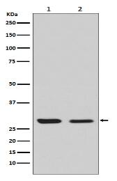 PRRX1 Antibody