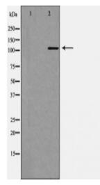 MTR4 Antibody