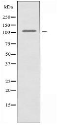 RNF111 Antibody