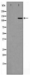 USP7 Antibody