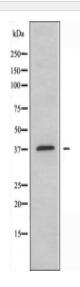 PKA CAT Antibody