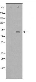 PLK1 Antibody