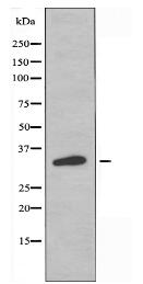 OR52W1 Antibody