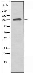 SMG7 Antibody