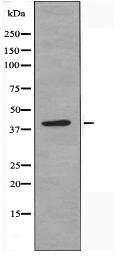 POLR1C Antibody