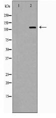 PERK Antibody