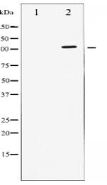 ATPase Antibody