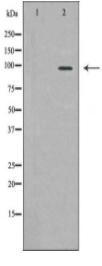 MCM4 Antibody