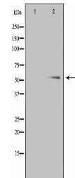 PTHR1 Antibody