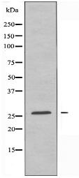 TSN Antibody