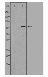 NOL10 Antibody