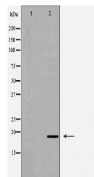 REG3A Antibody