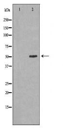 PAH Antibody