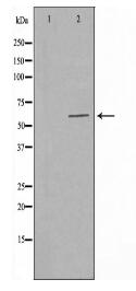 RPC3 Antibody