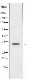 PDLIM1 Antibody