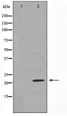 Syndecan4 Antibody