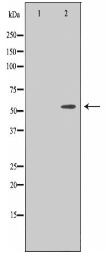 KAPCB Antibody