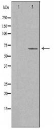 IL18R Antibody