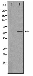 TIGD3 Antibody