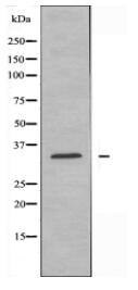 NEK7 Antibody