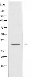 OR8G5 Antibody