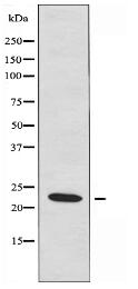 TRAPPC3 Antibody