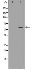 UGT1A9 Antibody