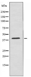 OR8B4 Antibody