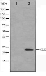 Claudin 1 Antibody