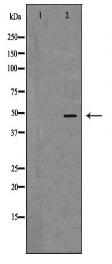 NTSR1 Antibody