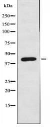 MAEA Antibody