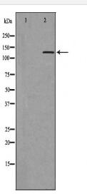 PER3 Antibody