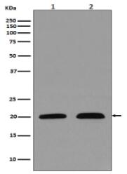 p21 Antibody