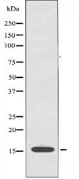 ORAOV1 Antibody
