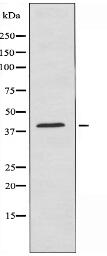 HSD3B7 Antibody