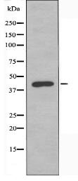 TMEM185A Antibody