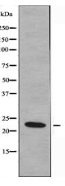 MRPL50 Antibody