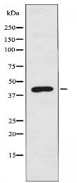 TRIM59 Antibody